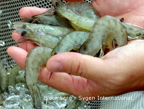 Kerjasama Jepang dan Indonesia di Sektor Perikanan Meningkat