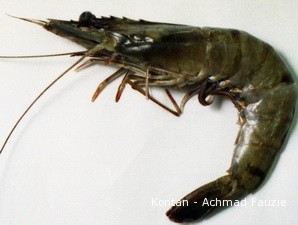 Impor Udang Vaname Dihentikan