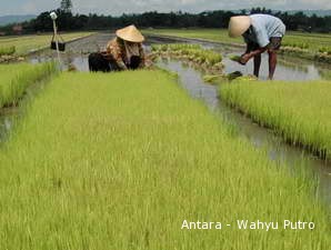 Dengan Minapadi, Petani Lebih Untung