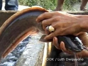 Lele piton tidak memakan investasi besar (2)