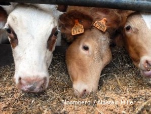 Harga sapi impor terus menggila