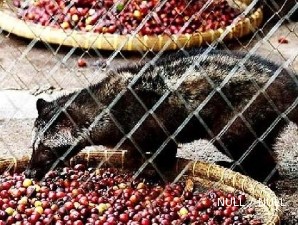 Modal Utama Beternak Musang Adalah Kesabaran