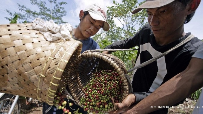 Lampung perkenalkan kopi jenis fine robusta Lampung perkenalkan kopi jenis fine robusta