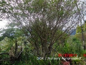 Jaboticaba hasil stek lebih cepat berbuah (2)