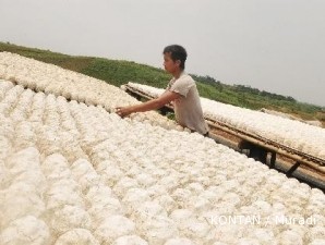 Harga singkong terus merambat naik