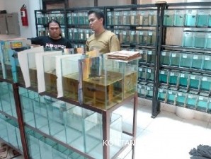 Ikan Hias Indonesia Siap Masuki Pasar Eropa - Kontan On