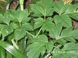Ashitaba sudah bisa panen ketika pohon berumur satu tahun (2)