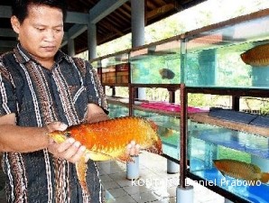 Izin ekspor dan penangkaran arwana dipermudah