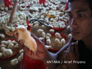 Harga anak ayam semakin murah