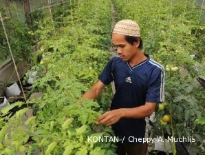 Sempat anjlok, harga tomat kembali beringsut naik