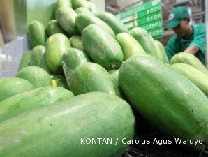 Pepaya calina: Banyak dan besar buahnya, mudah pula perawatannya (2)