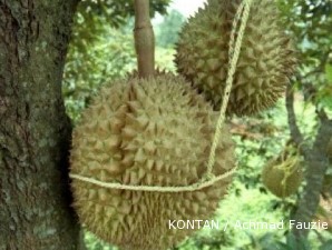 Durian montong oranye: Budidaya mudah, murah, panennya pun berlimpah (2)