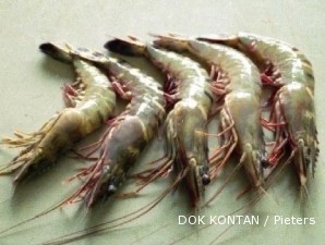 Bekas mitra CP Prima sudah mulai panen udang sebesar 20 ton setiap hari