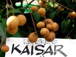Kelengkeng kaisar, primadona baru karena berdaging tebal (1)