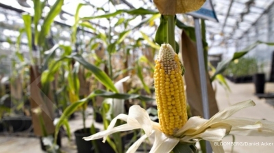 monsanto akan keluarkan produk bibit jagung baru monsanto akan keluarkan produk bibit jagung baru