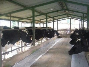 Populasi sapi pejantan unggul bakal digenjot