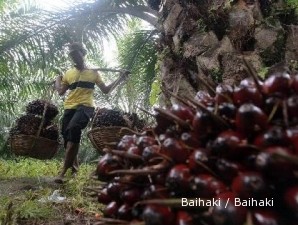 Pembibitan sawit: Menyemai bibit laba di kebun bibit sawit (1)