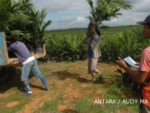 Pembibitan sawit: Benih bibit perusahaan perkebunan lebih berkualitas (2)