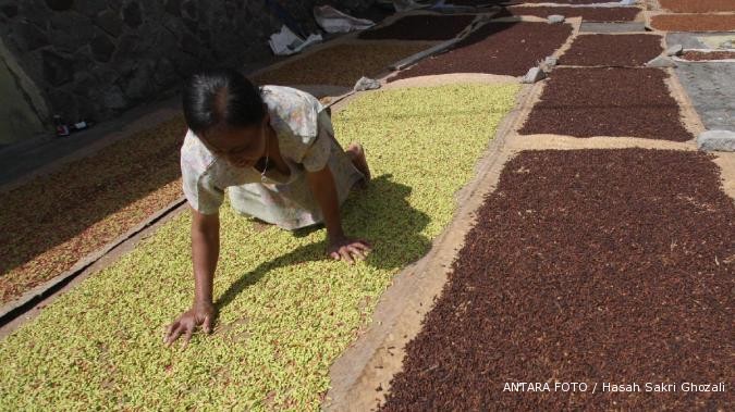 Wah! harga cengeh petani mencapai Rp 140.00/kg