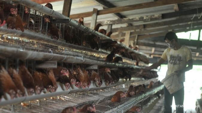 Pasokan melimpah, harga ayam turun