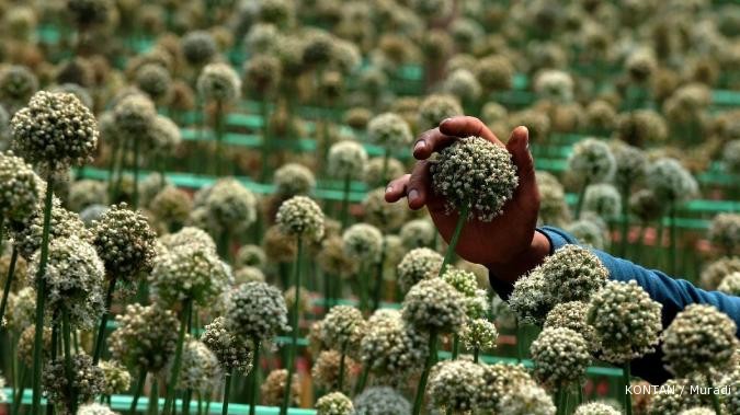 importir benih bawang minta kelonggaran importir benih bawang minta kelonggaran
