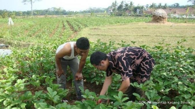 Kacang kara pedang makin diminati saja (1)