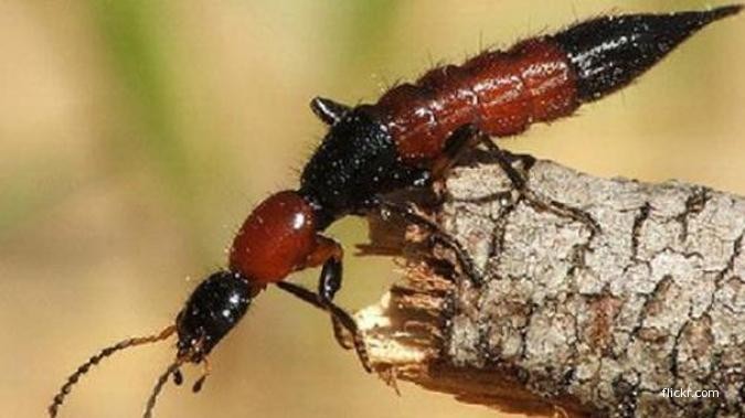 Serangan Tomcat Juga Menyerang Ponorogo