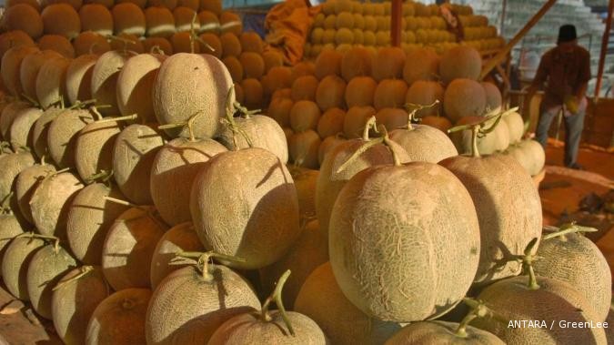 Bisnis manis dari melon ladika (1)