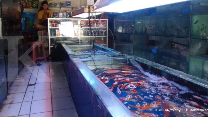 Menilik ikan hias yang bisa berkembang biak
