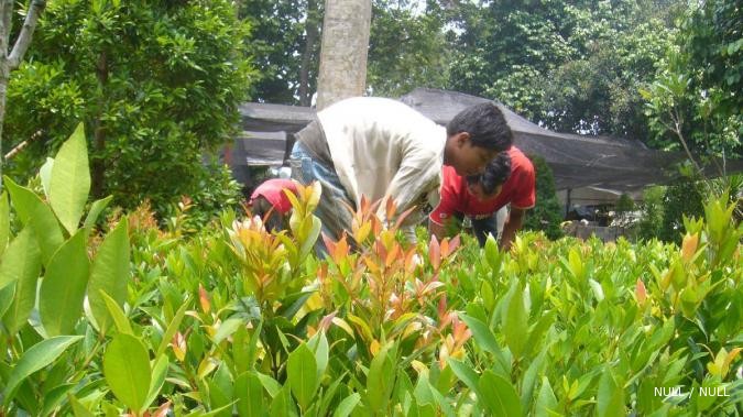 Sensasi kenikmatan berkebun sendiri