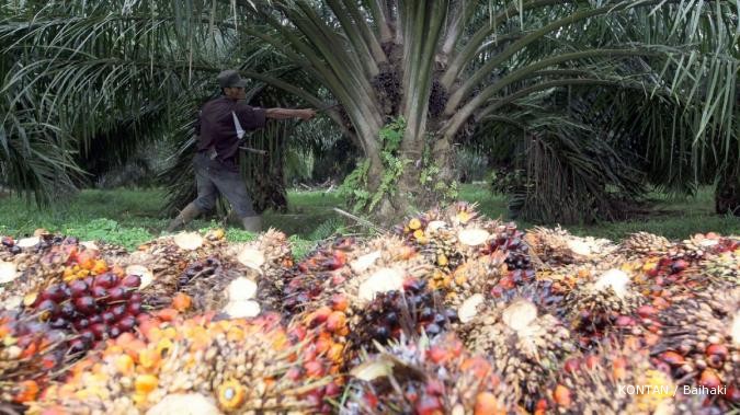 Harga CPO rontok 6,5% dalam sepekan