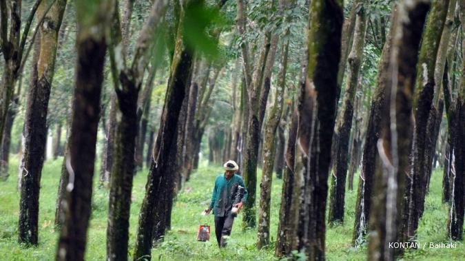 Karet melorot ke level terendah dalam 30 bulan