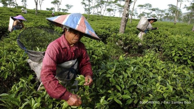 Musim kemarau tiba, harga teh terasa manis