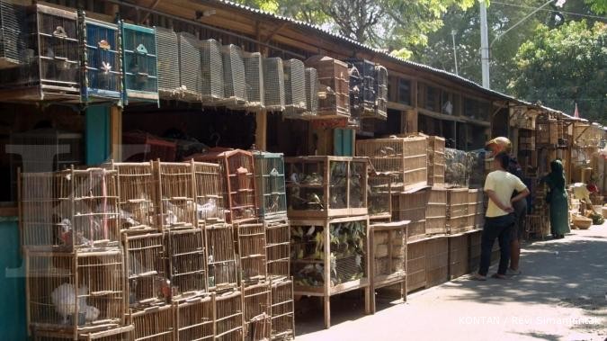 Pasar Depok: Berburu burung murah di Solo (1)