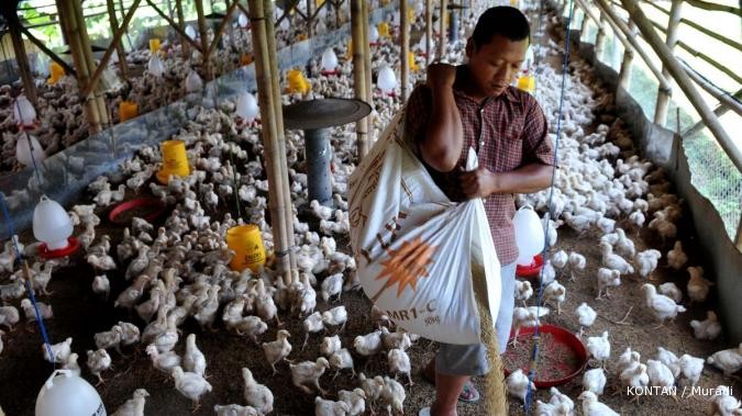 Lonjakan harga jagung akan gerus margin emiten