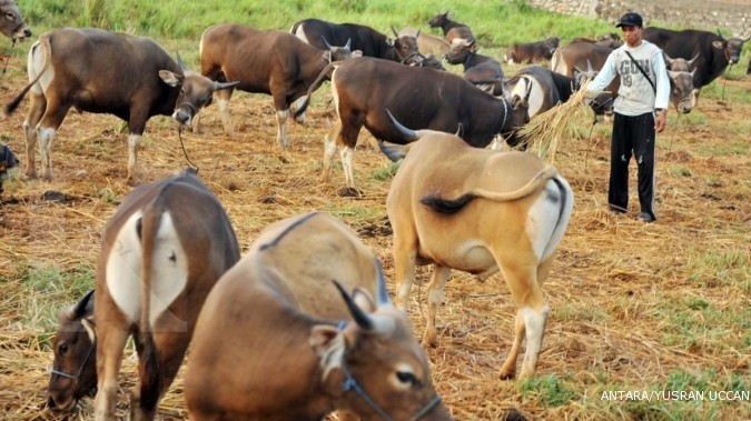 Pengusaha RPH tertekan lonjakan harga daging sapi