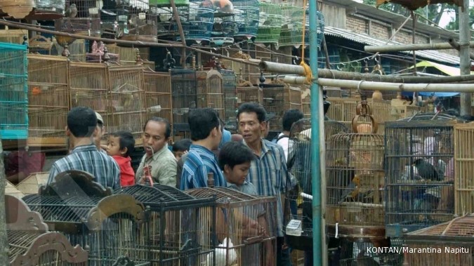 Sentra Burung Ambarawa: Pasar burung terbesar (1)