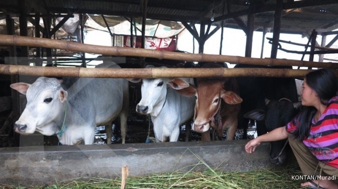 Jelang ramadhan, Apfindo siapkan stok sapi