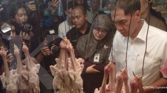 japfa dan malindo perbesar bibit ayam japfa dan malindo perbesar bibit ayam