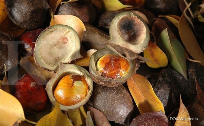 Jelang Ramadan, harga jengkol melambung Jelang Ramadan, harga jengkol melambung