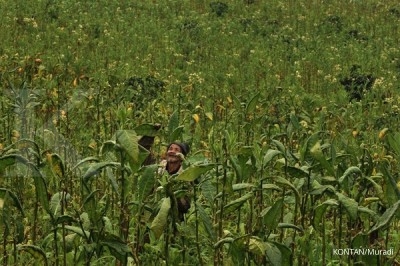 Petani tembakau dan cengkeh minta perlindungan Petani tembakau dan cengkeh minta perlindungan