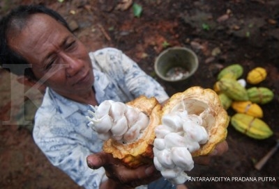 Askindo: Petani kakao harus raih harga yang baik Askindo: Petani kakao harus raih harga yang baik