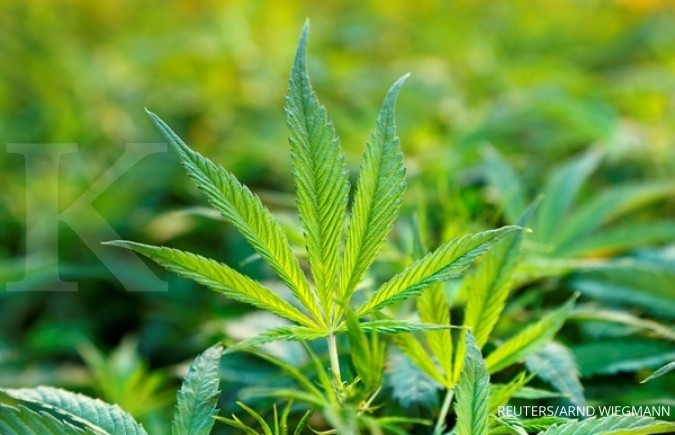 Amankah ganja sebagai obat herbal? Amankah ganja sebagai obat herbal?