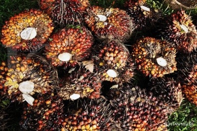 Harga minyak sawit menuju RM 3.000 Harga minyak sawit menuju RM 3.000