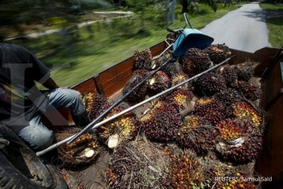 Malaysia mengerek produksi CPO Malaysia mengerek produksi CPO