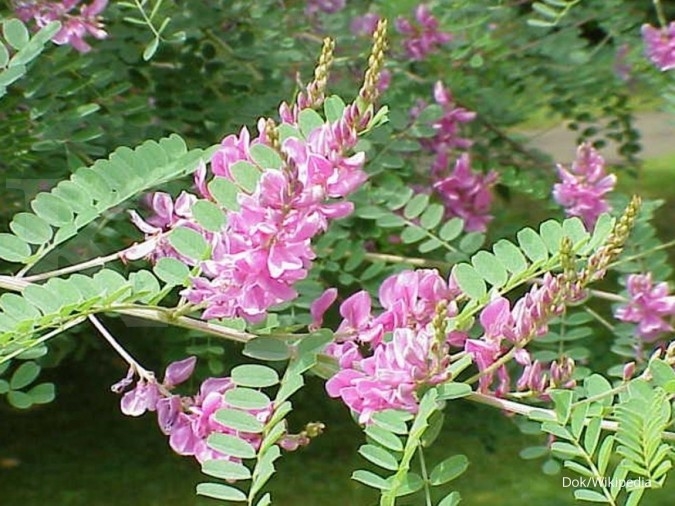 memetik untung indigofera sumber protein bagi hewan memetik untung indigofera sumber protein bagi hewan