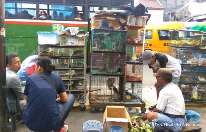 Melongok Pasar Perburuan Penggemar Binatang Di Jakarta 2