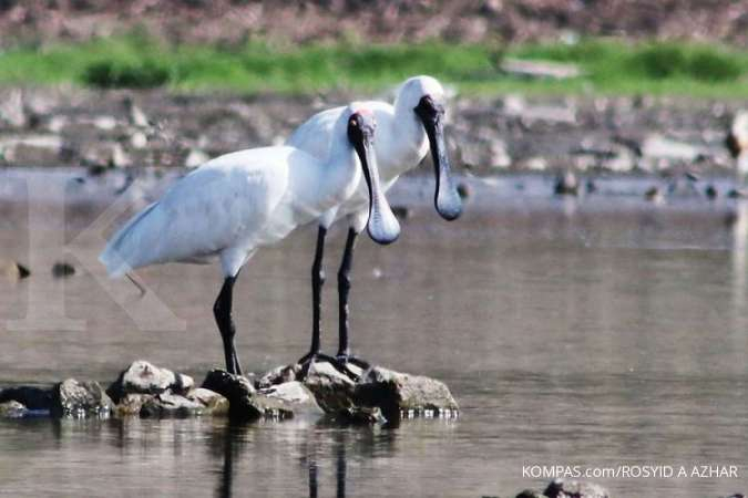 Setelah Menghilang 155 Tahun Ibis Sendok Raja Kembali Terlihat