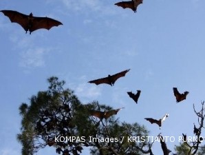 Hasil gambar untuk di kelelawar dalam gua