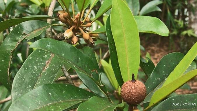 Sawo jumbo: Petani bisa panen dalam setahun (2)